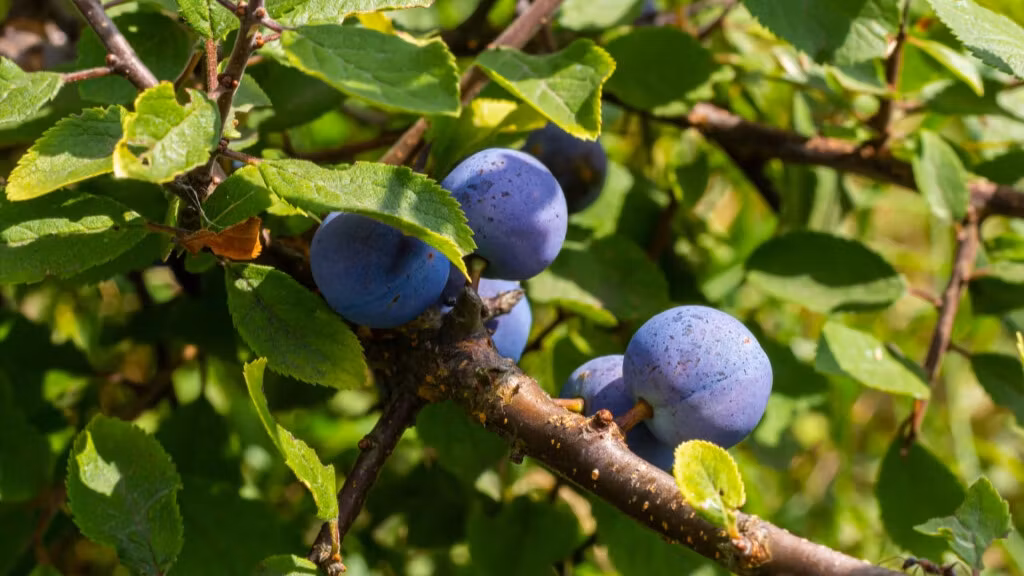 Blackthorn