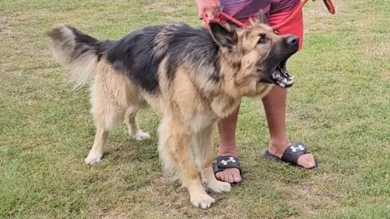 How to Stop your Dog Barking