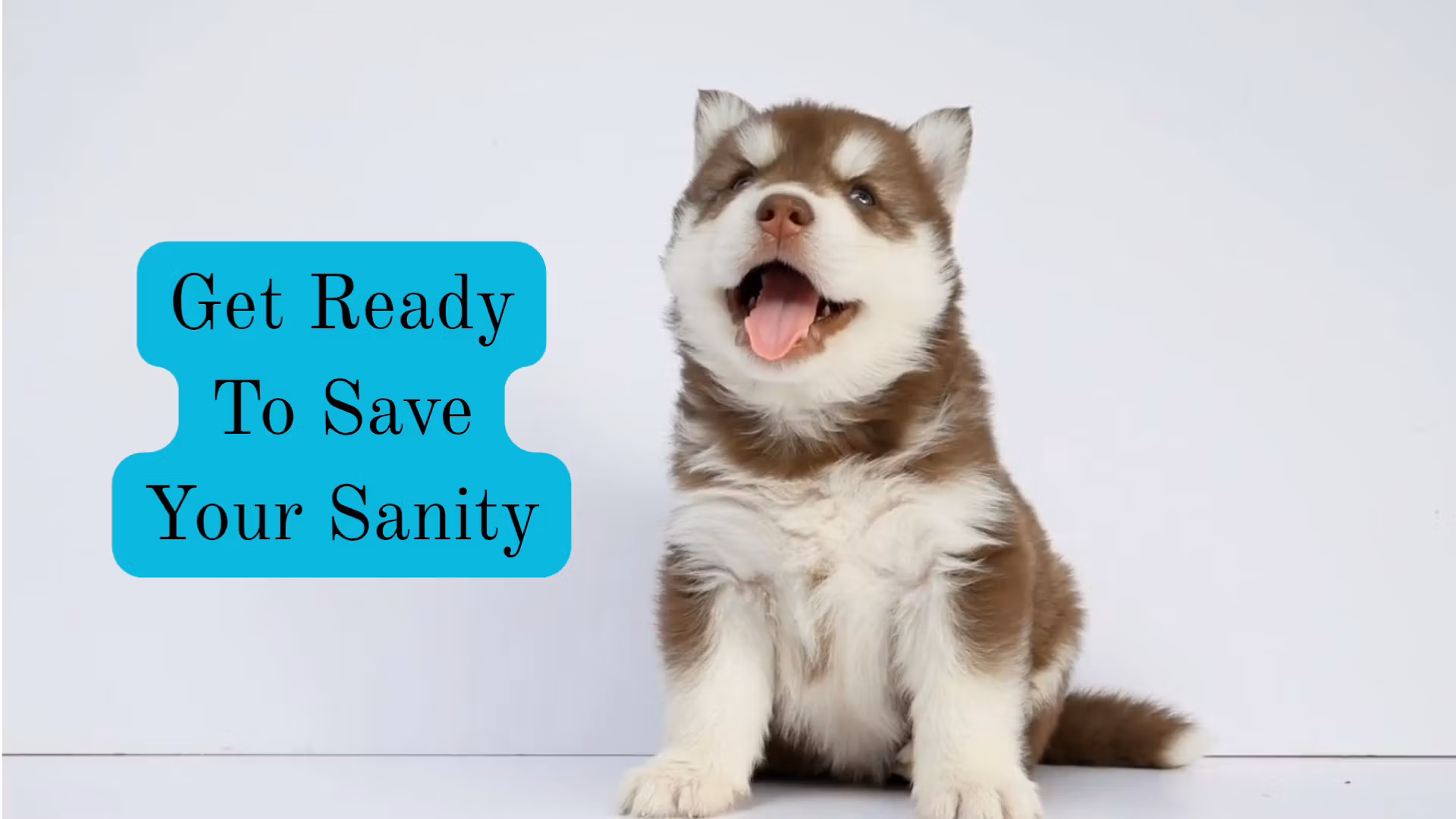 Bringing Home Your New Puppy