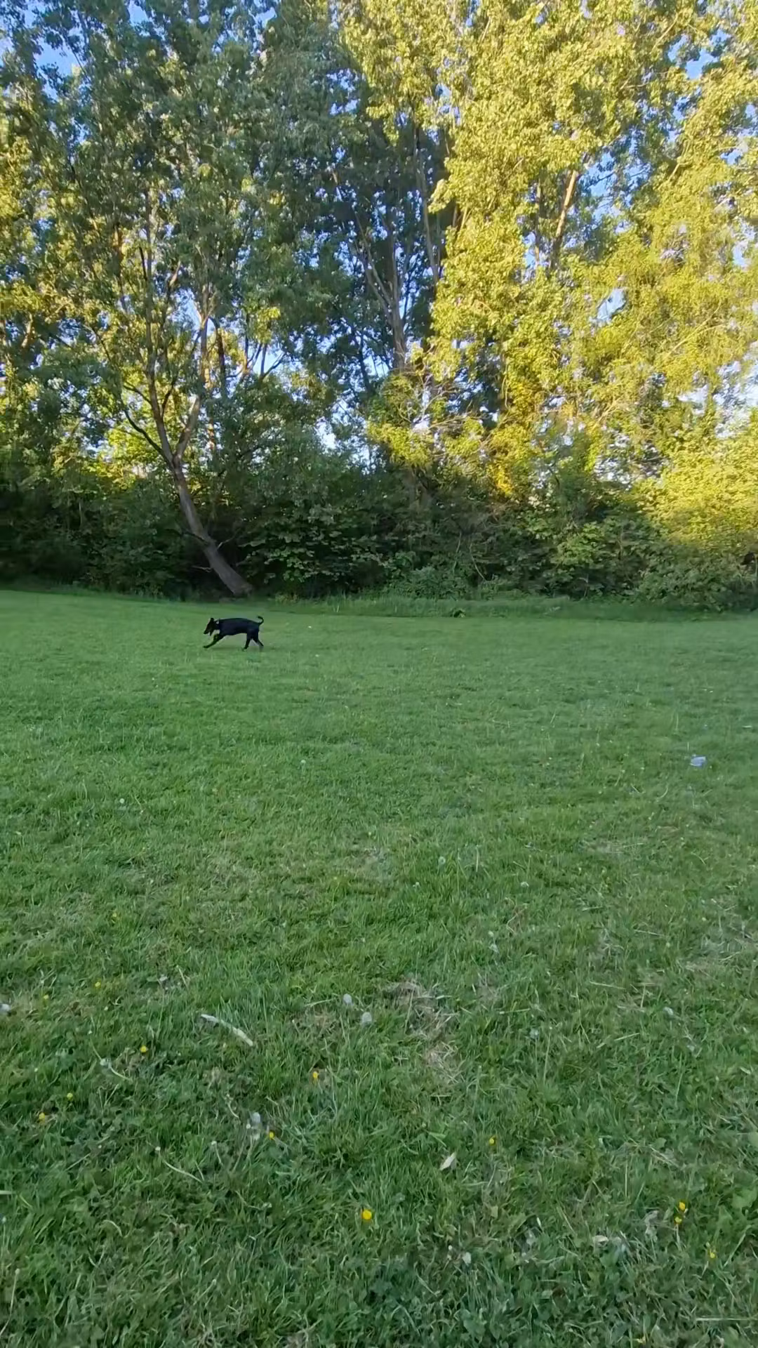Zeus The Doberman