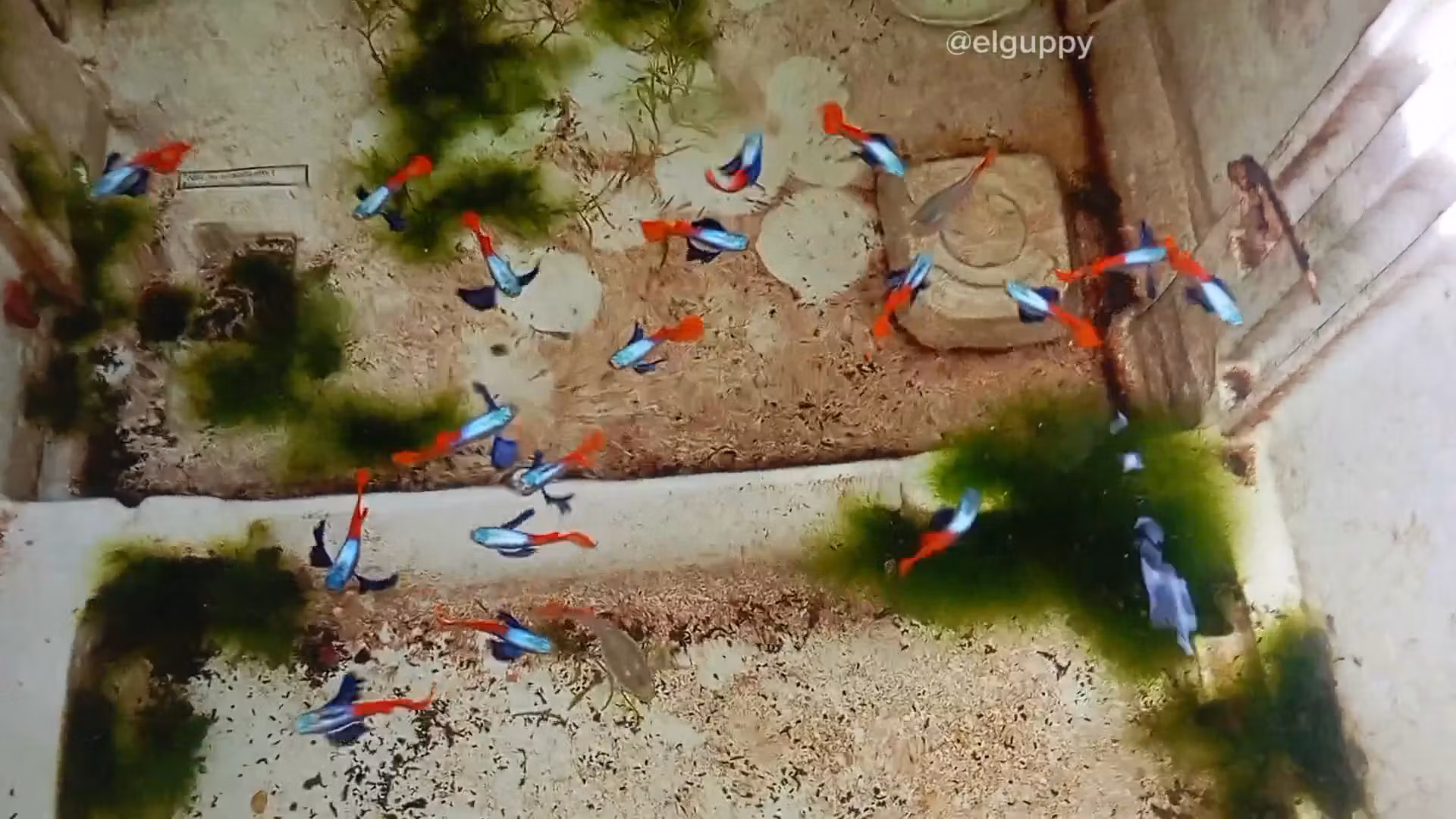 EL Guppy