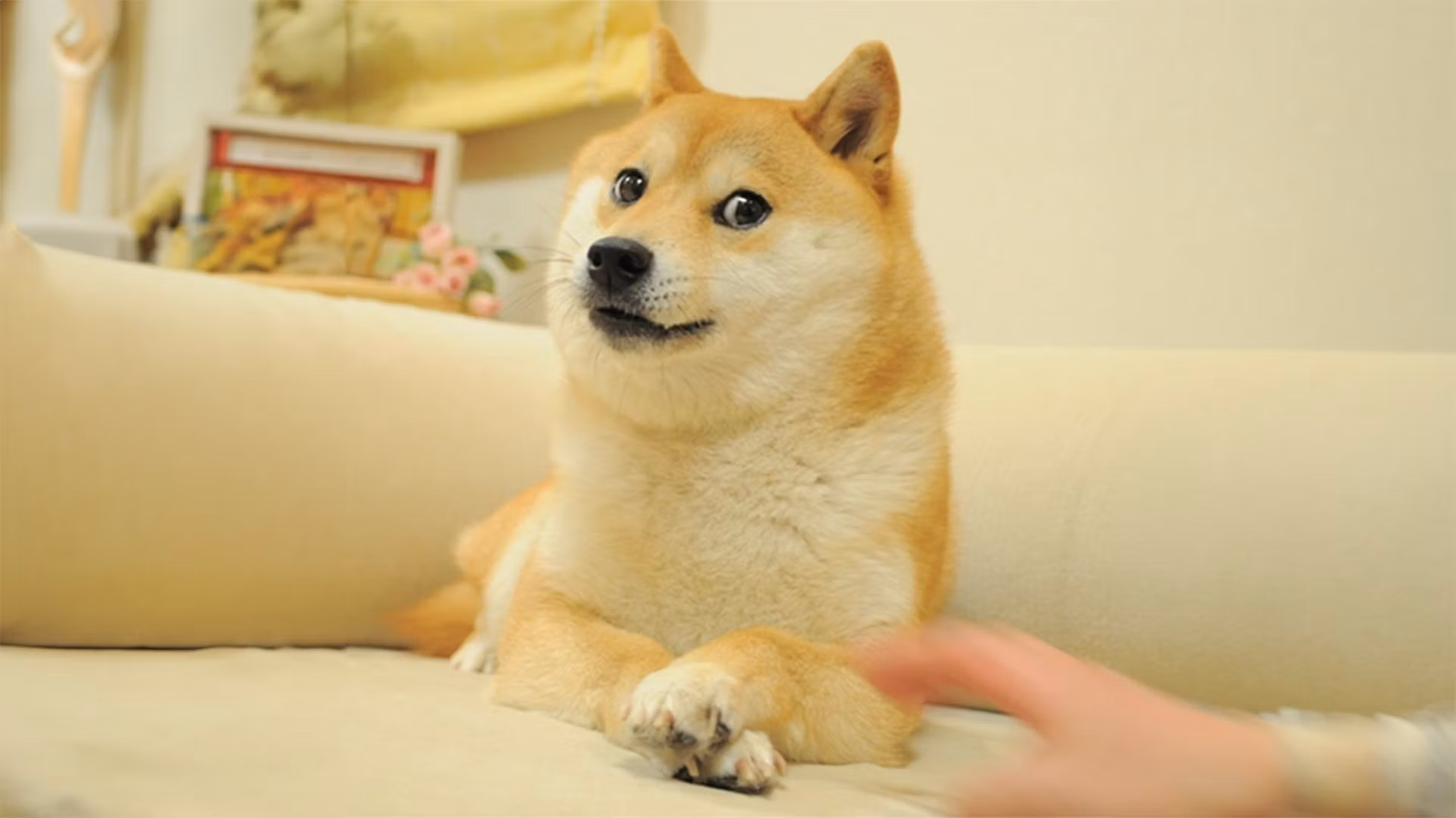 Own the Doge 