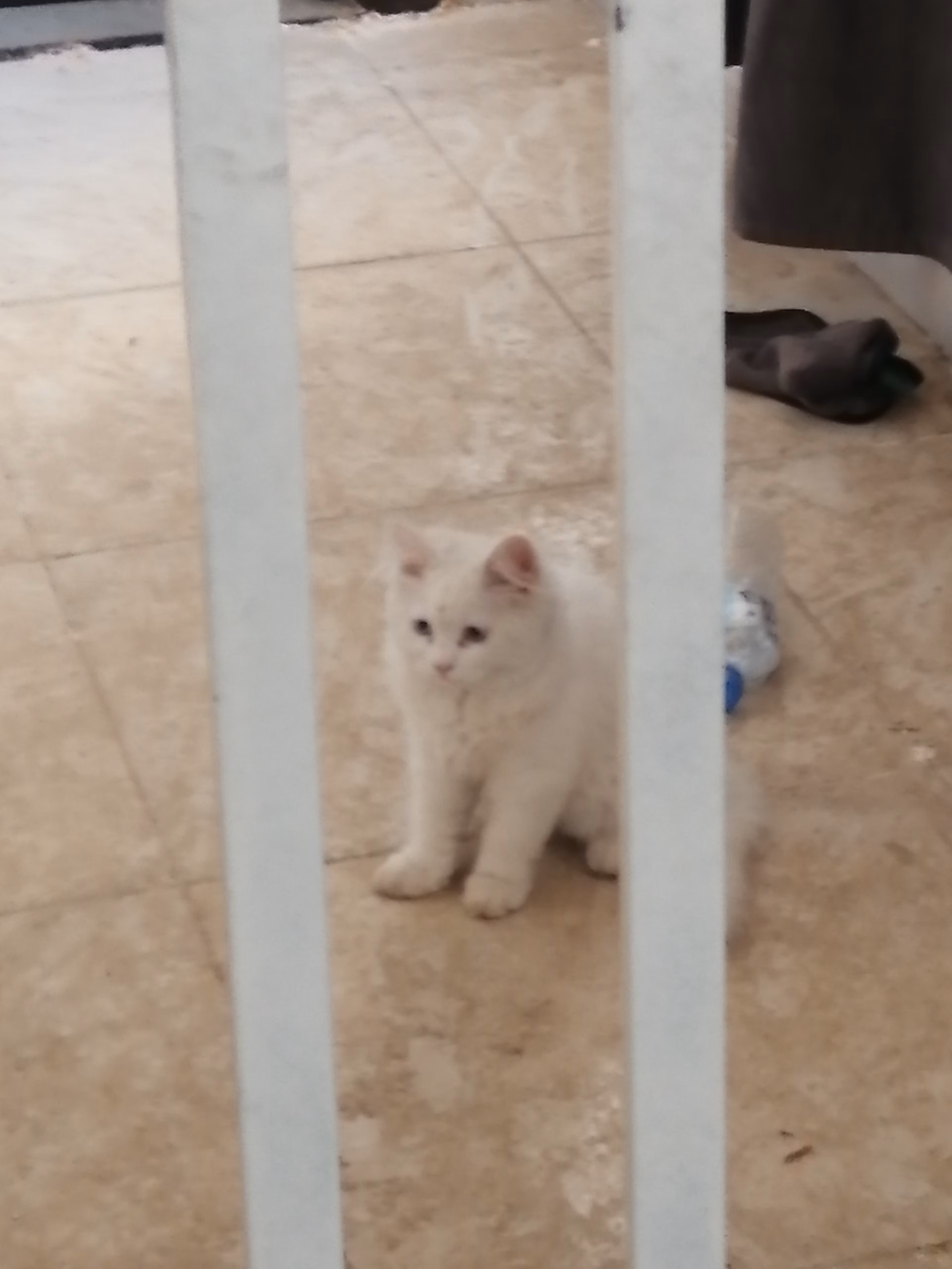 Ismail al_dhanuna