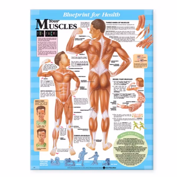 Physio Brand Blueprint