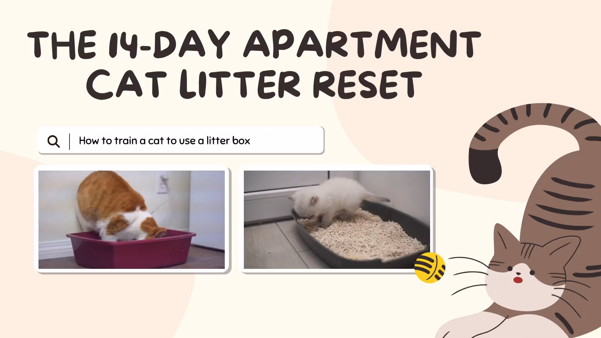 Apartment Cat Litter Reset