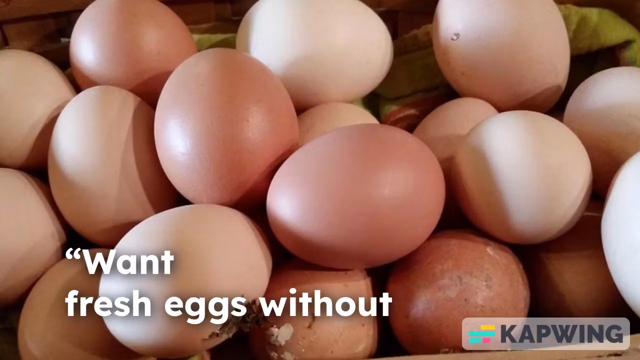 Suburban Chicken Owner Guide