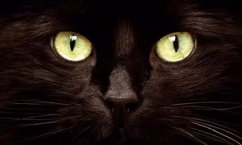 The 7-Day Multi-Cat Litter Box