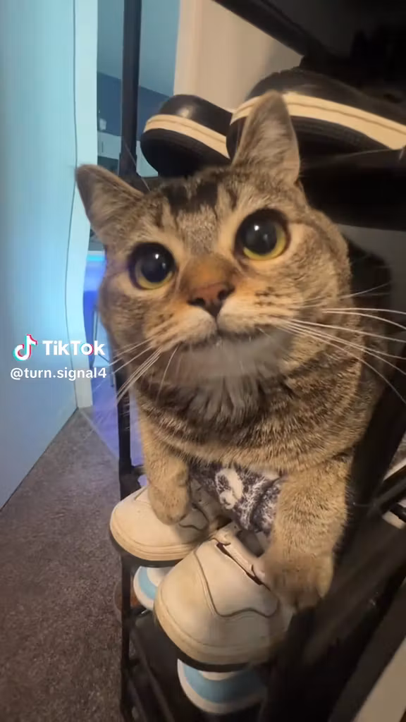 The Turn Signal Fur-mily