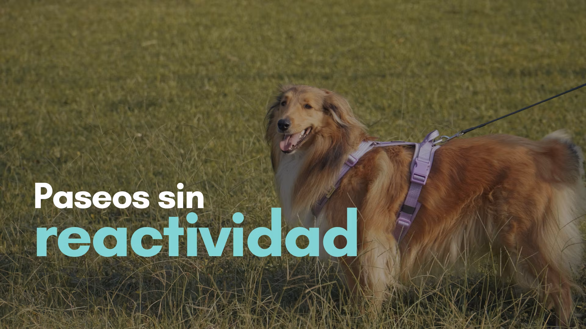 Paseos sin Reactividad