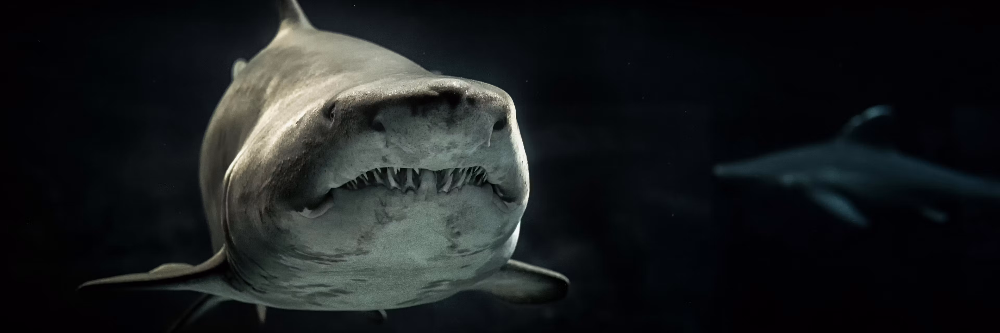 Profile banner