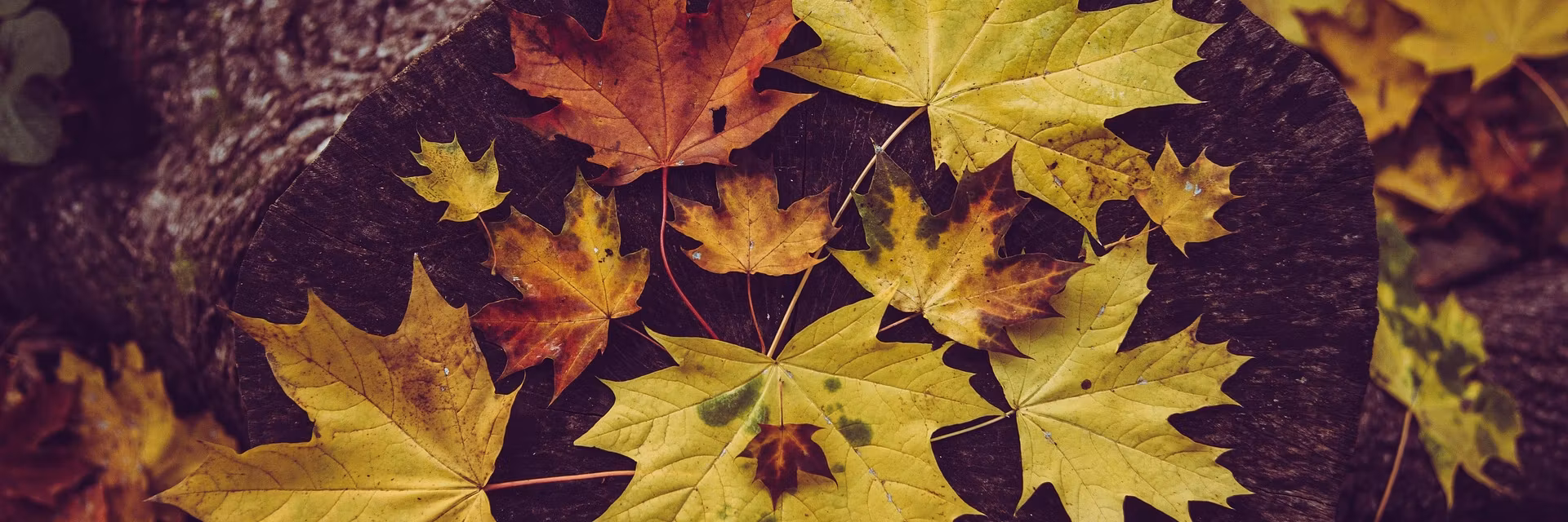 Profile banner