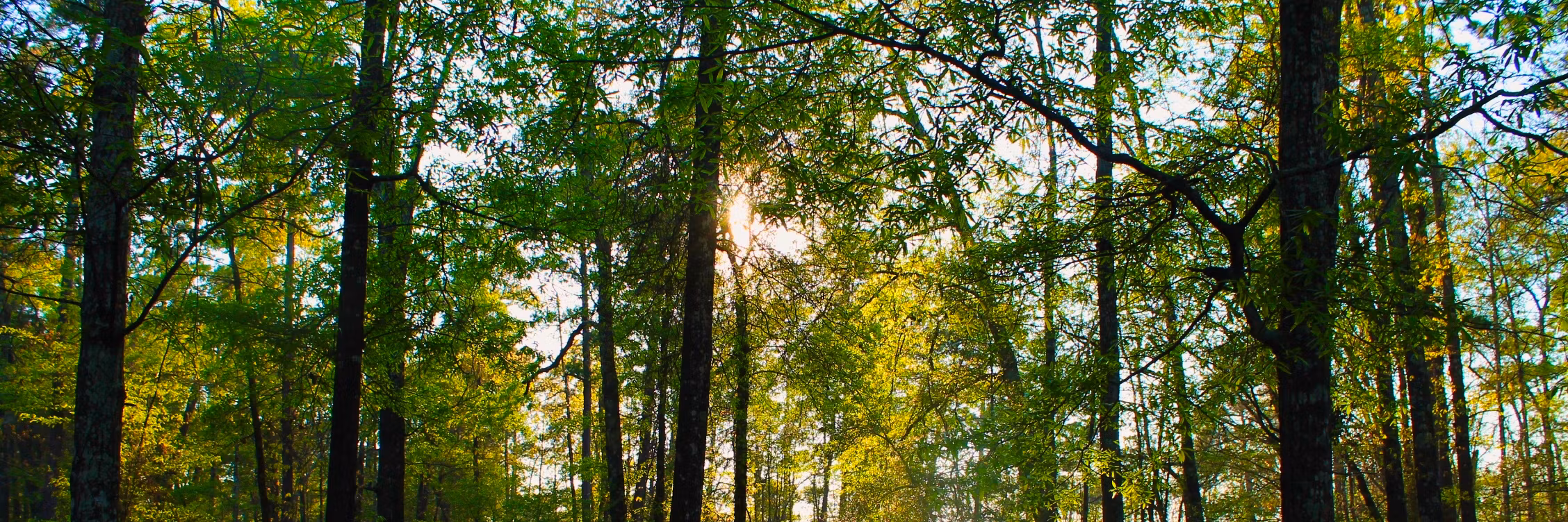 Profile banner