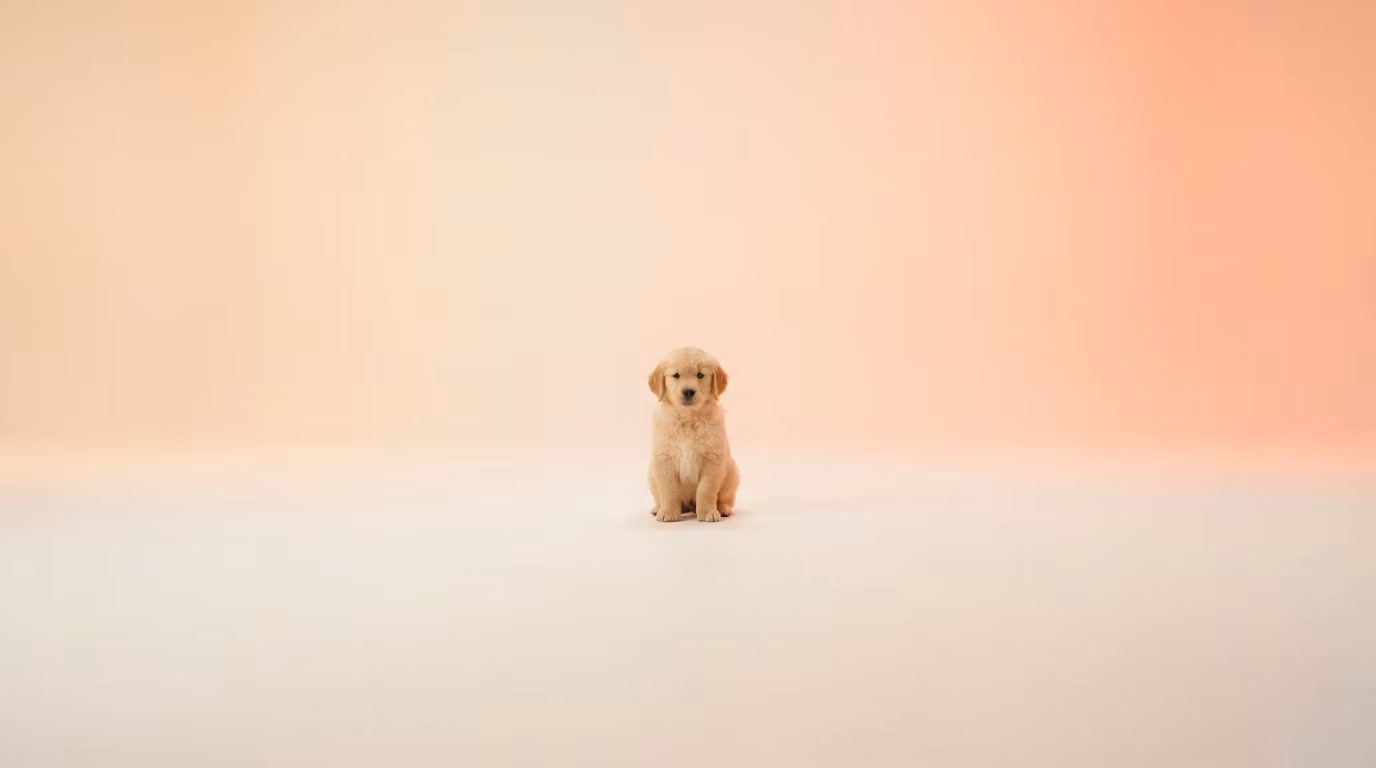 The Puppy Feed