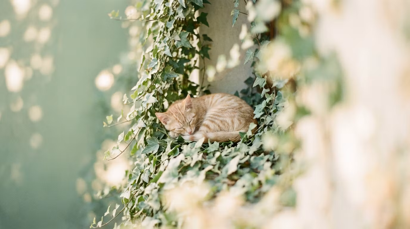 Ivy Loves Cats