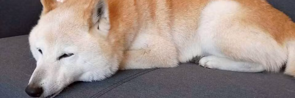 Profile banner