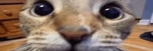 Profile banner