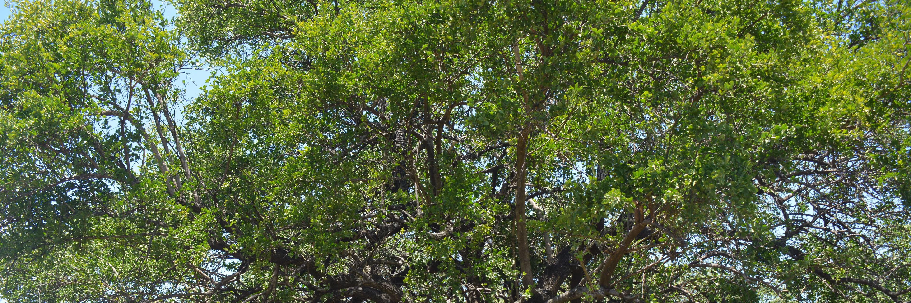 Profile banner