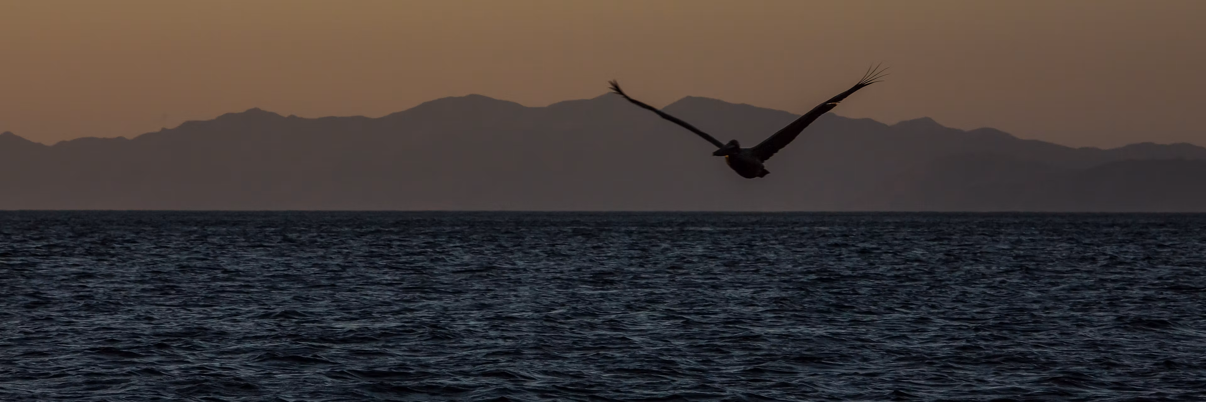 Profile banner