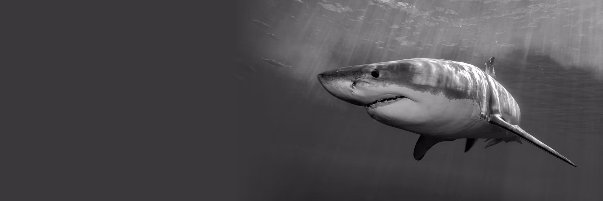 Profile banner