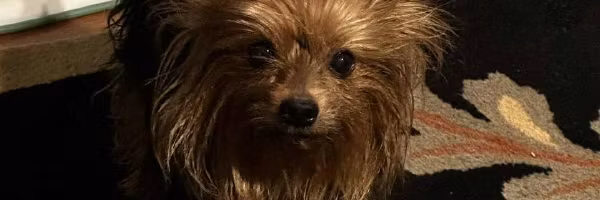 Profile banner