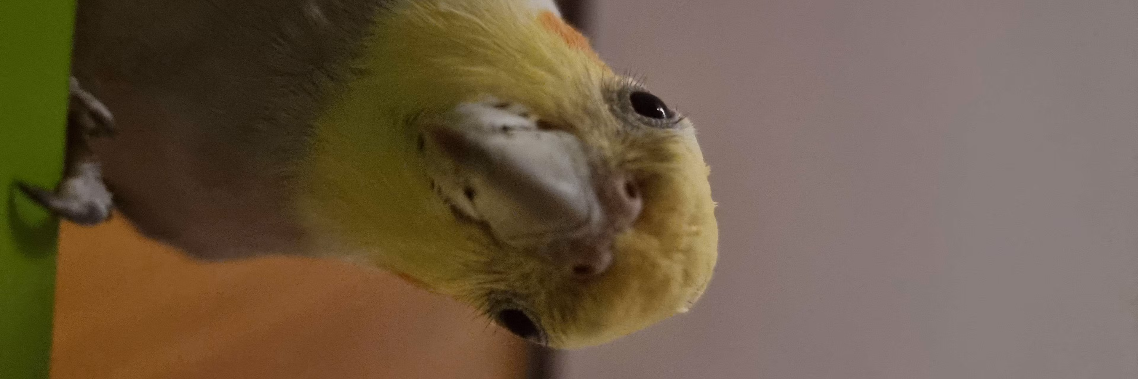 Profile banner