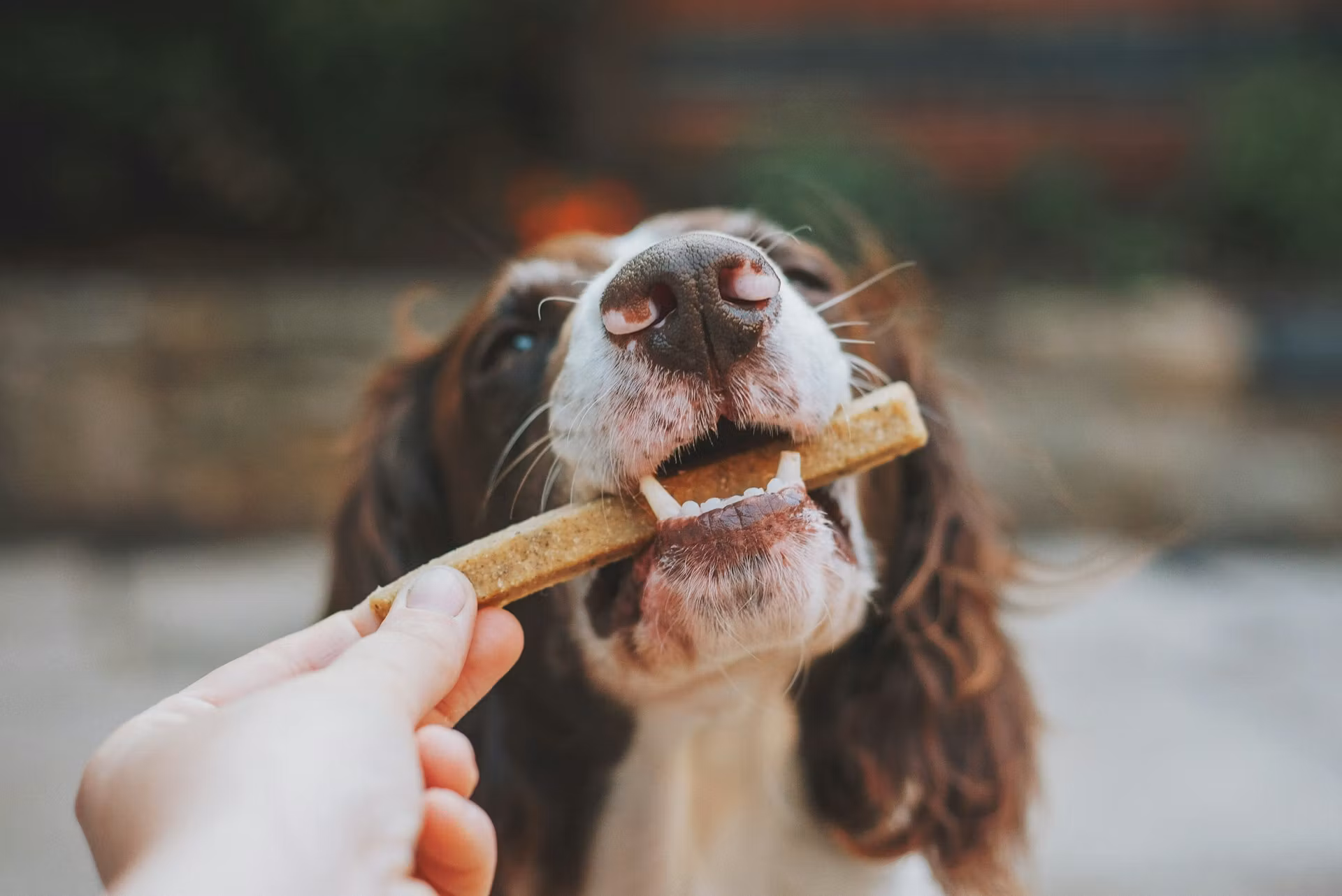 Grass-Fed Beef Dental Chews