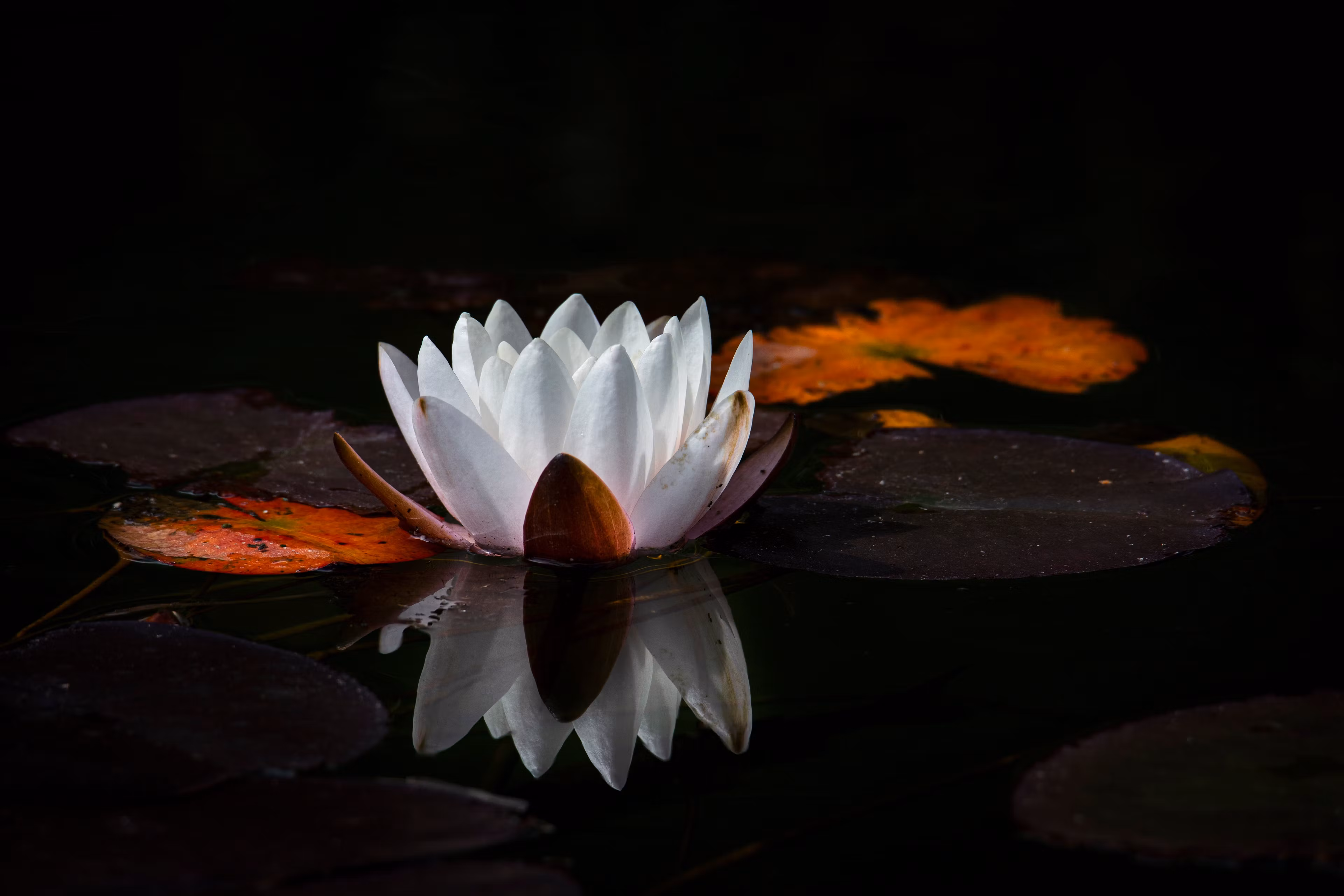 Spiritual Ecstacy