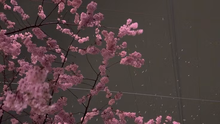 Serein