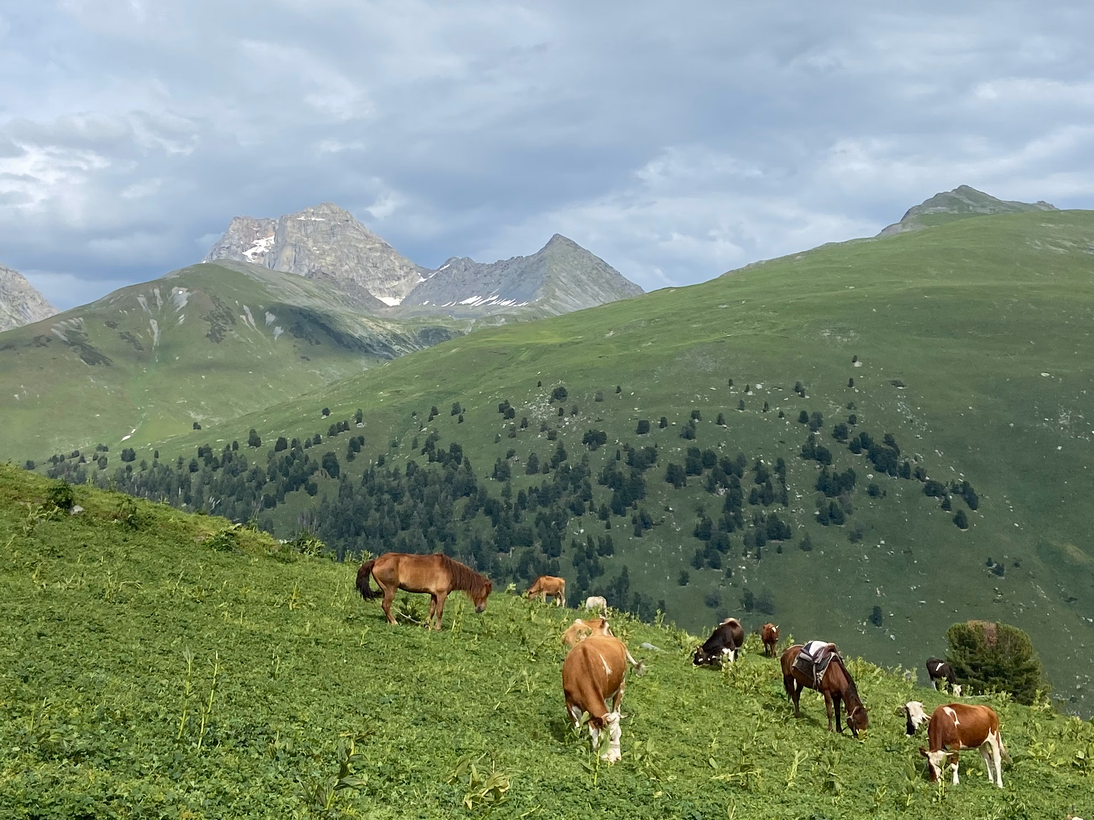 Grassland