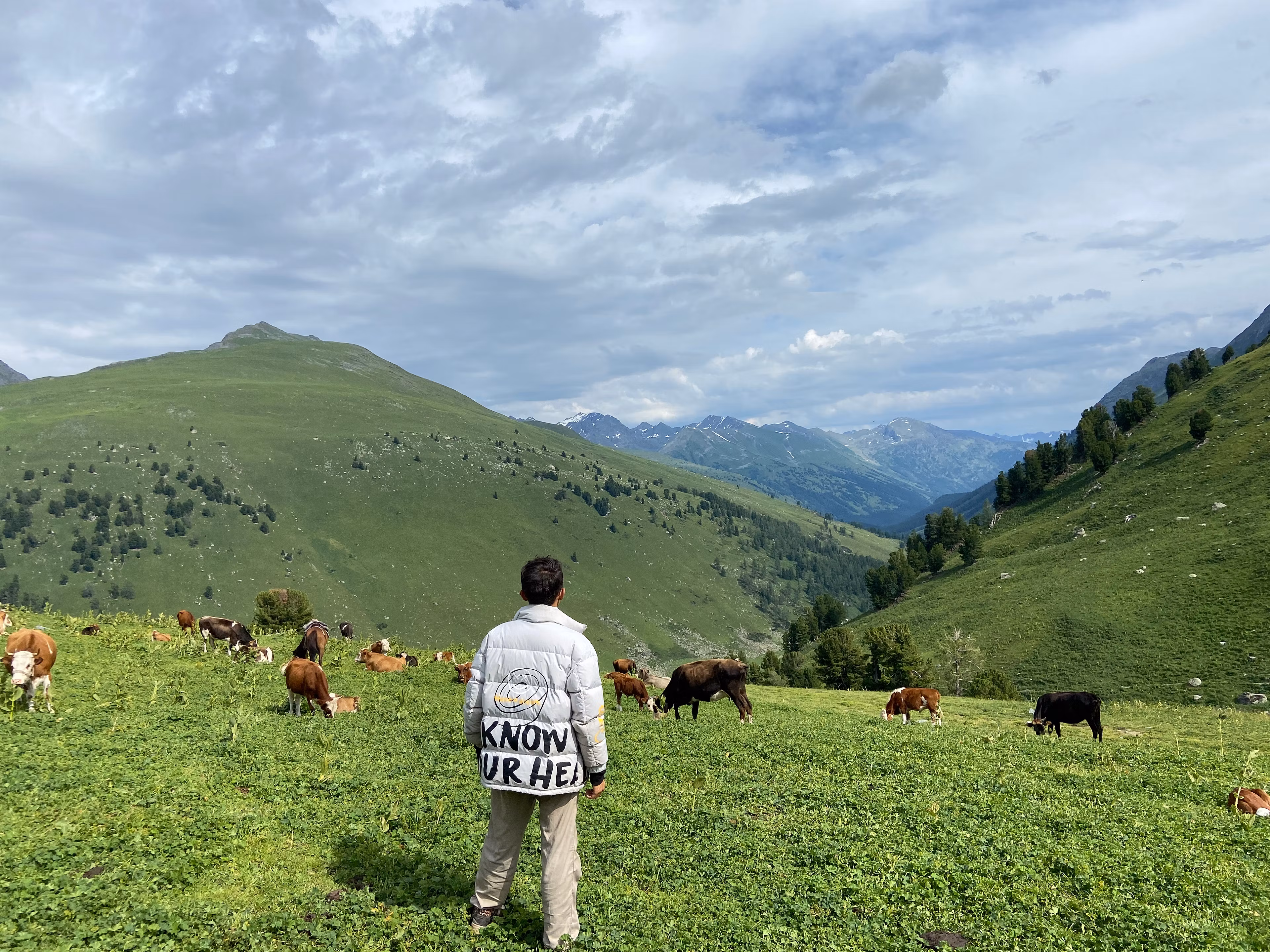 Grassland