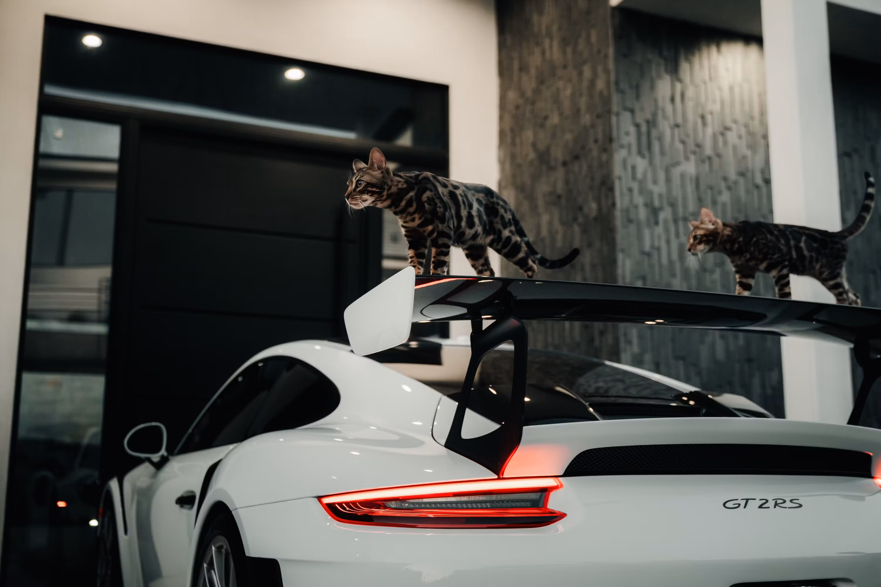 foreign bengals