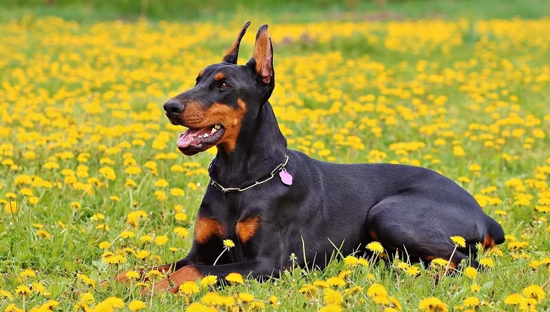 Best of Dogs