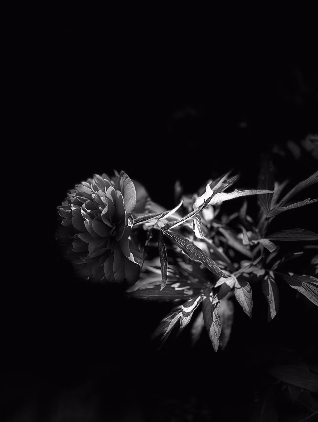 Photo DESIGN