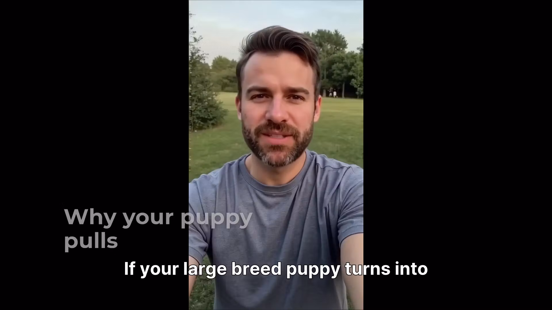 Large Breed Puppy Owners Walking Calmly Without Leash Chaos
