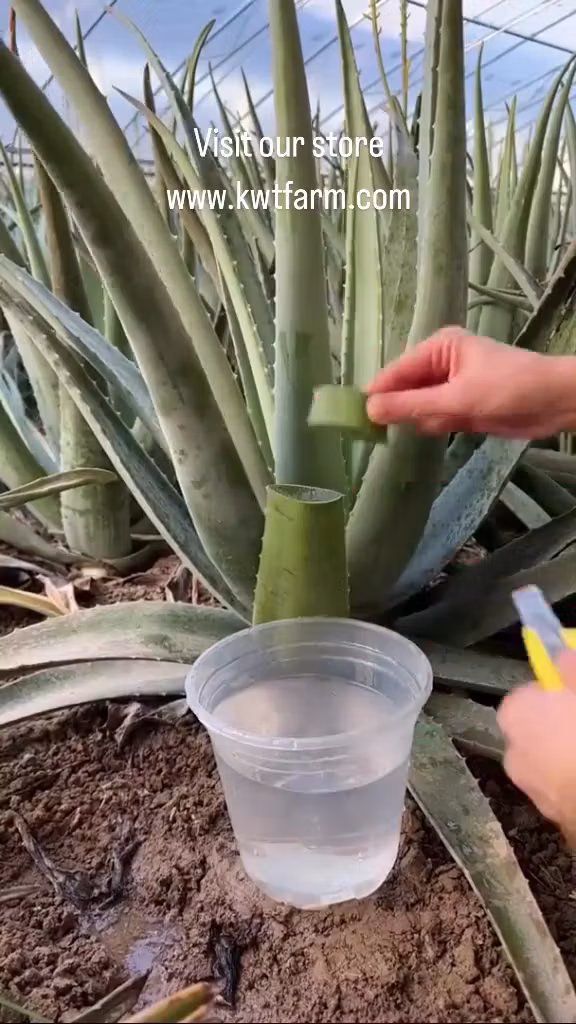 Aloe & more