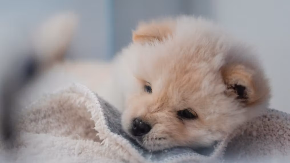 7 days: Calm Puppy Blueprint