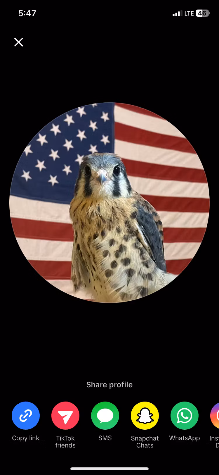 SavageTheFalconer