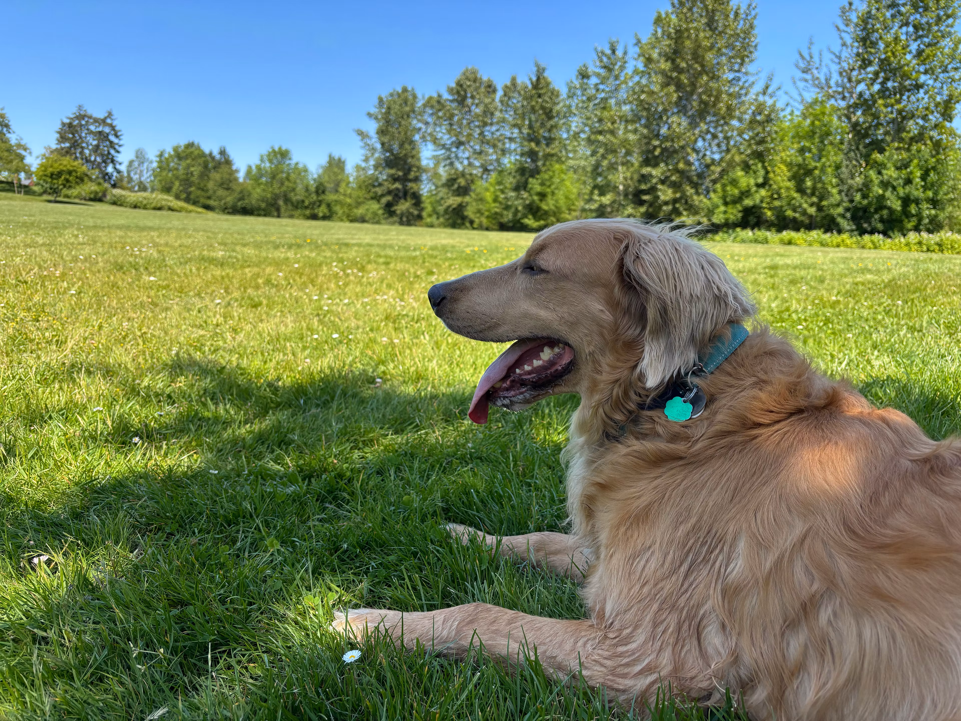 Teddy's Adventures