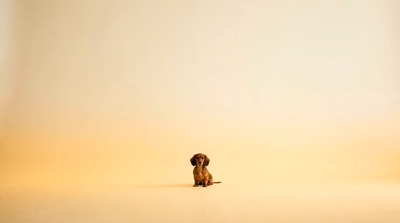The Sausage Dog Academy