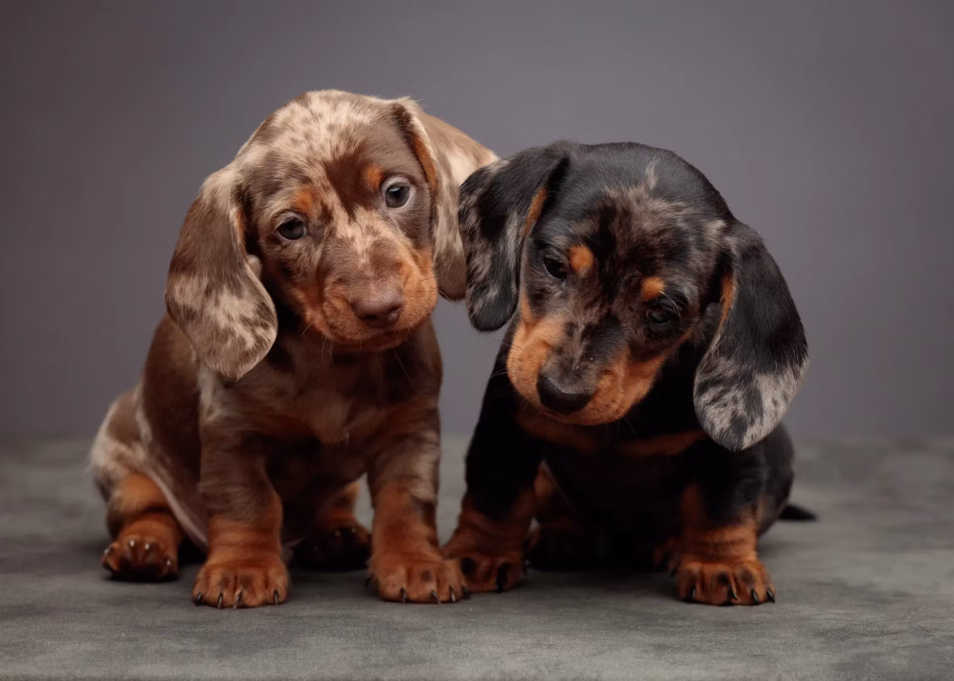 Miniature Dachshund Owners Protecting Spines Without Daily Strain