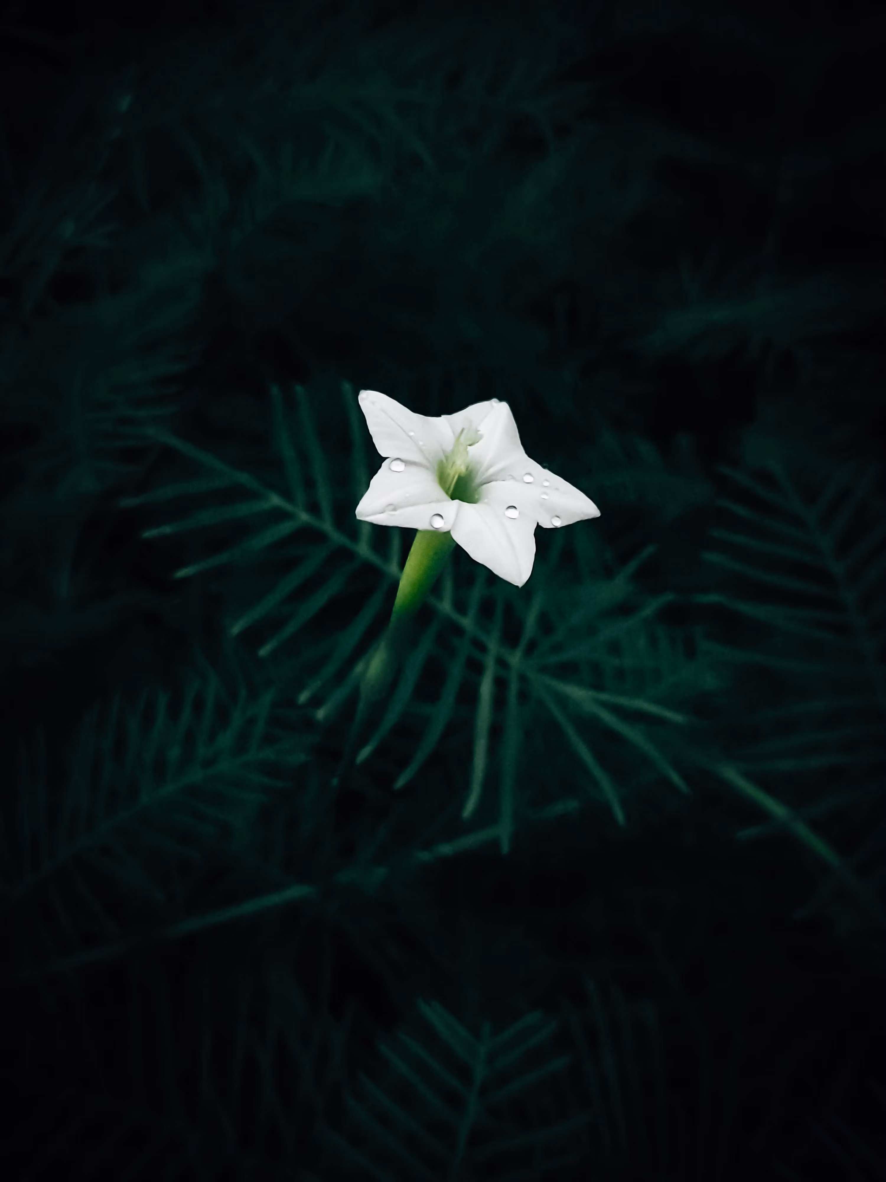 Green Life & White Mind