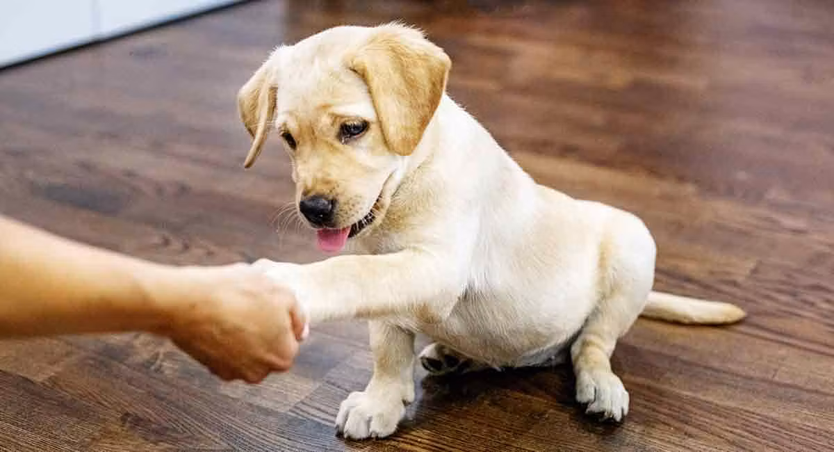Puppy Training 101