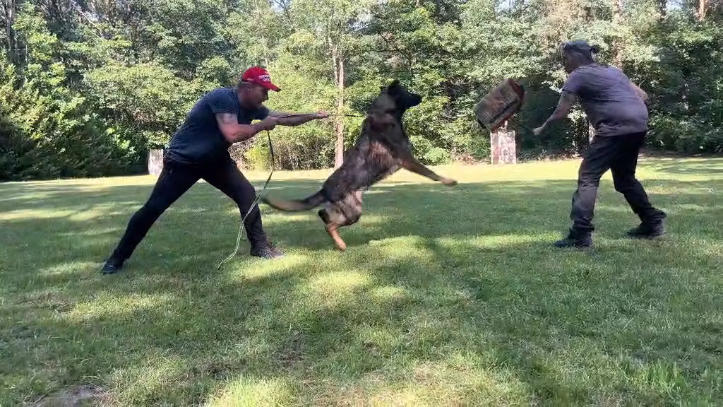 Hunter and White K-9 breeding 