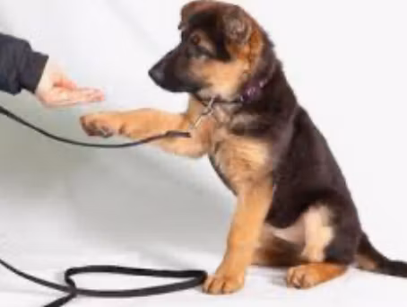 First Dog Mastery