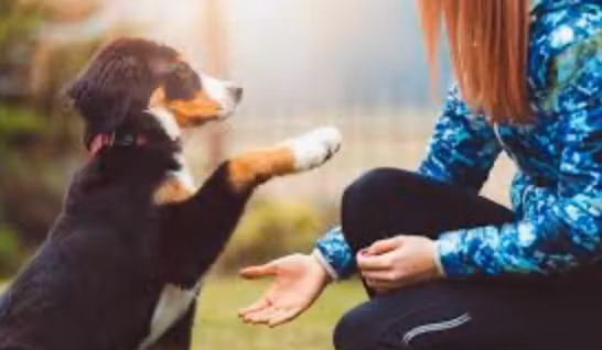 First Dog Mastery