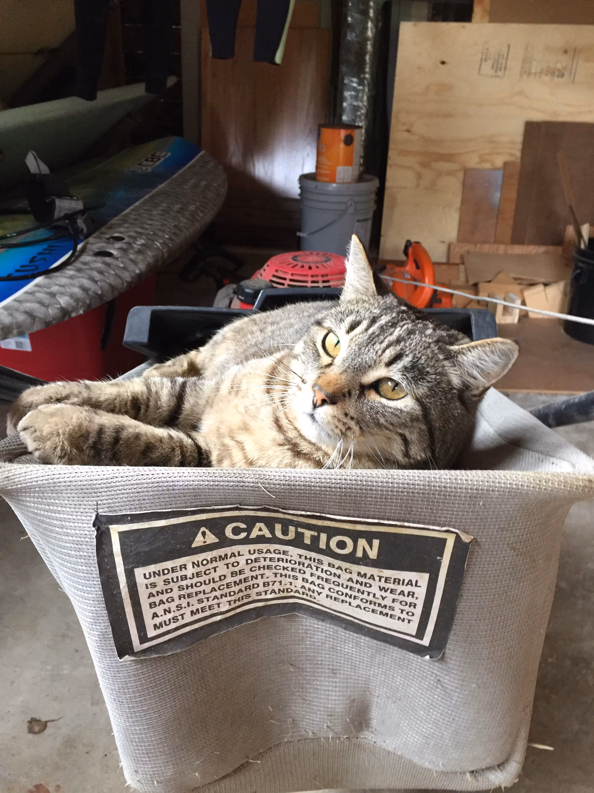 Pet Sitting
