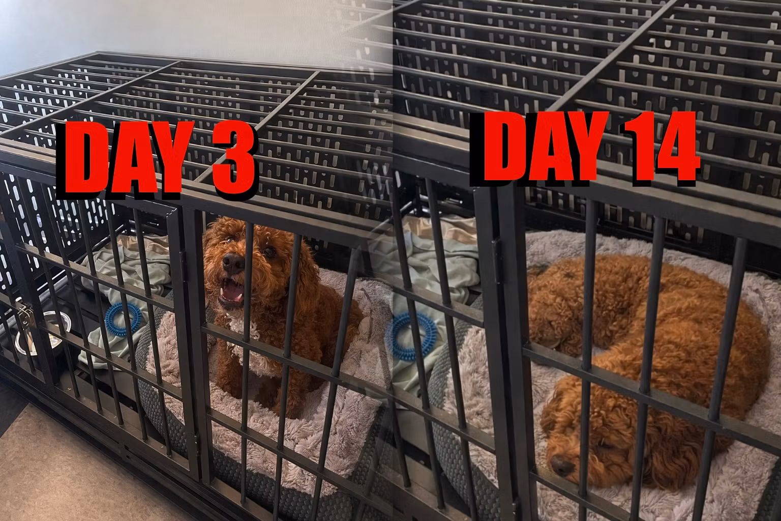 Quiet Crate Training