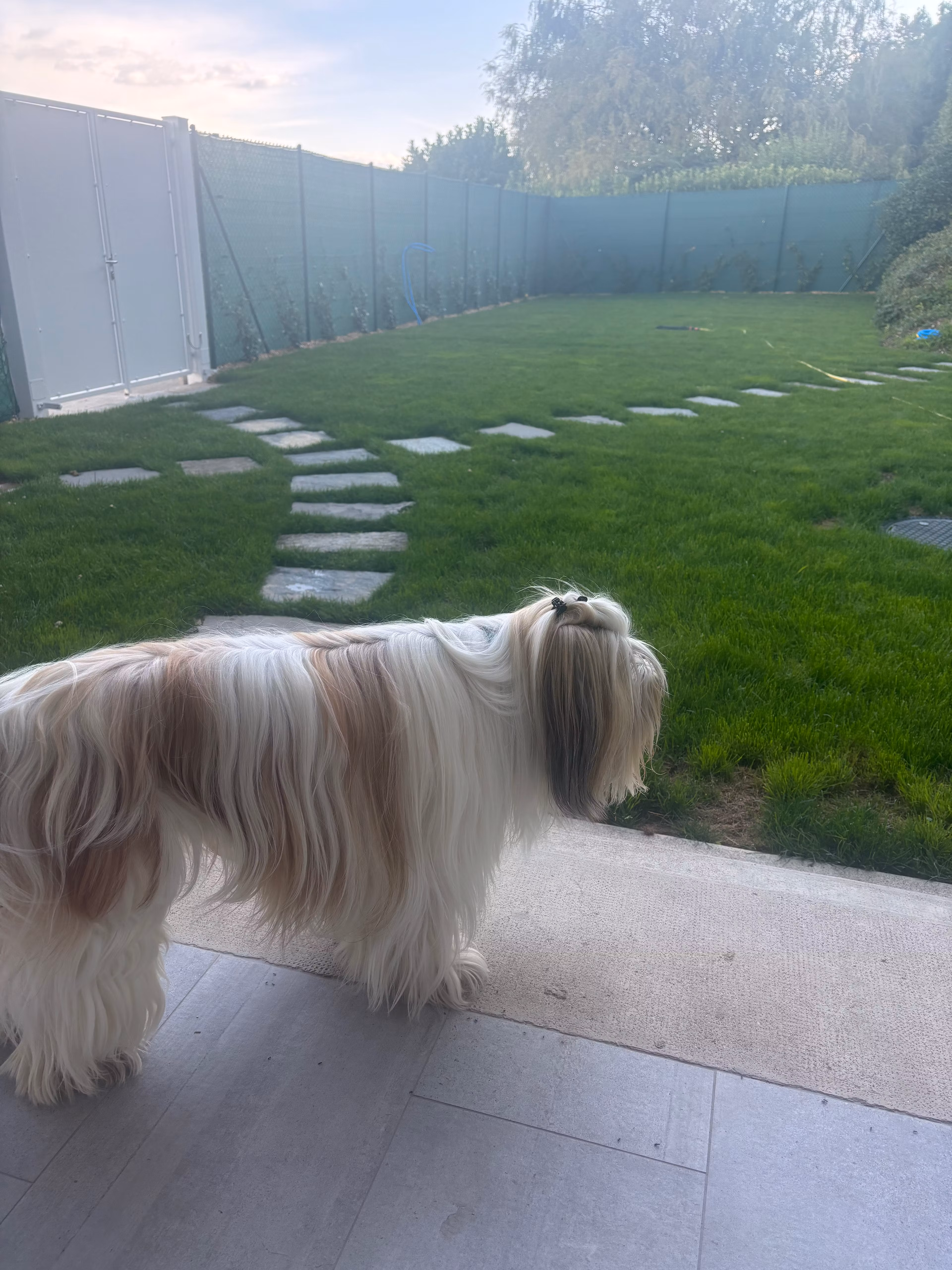 Dog Training