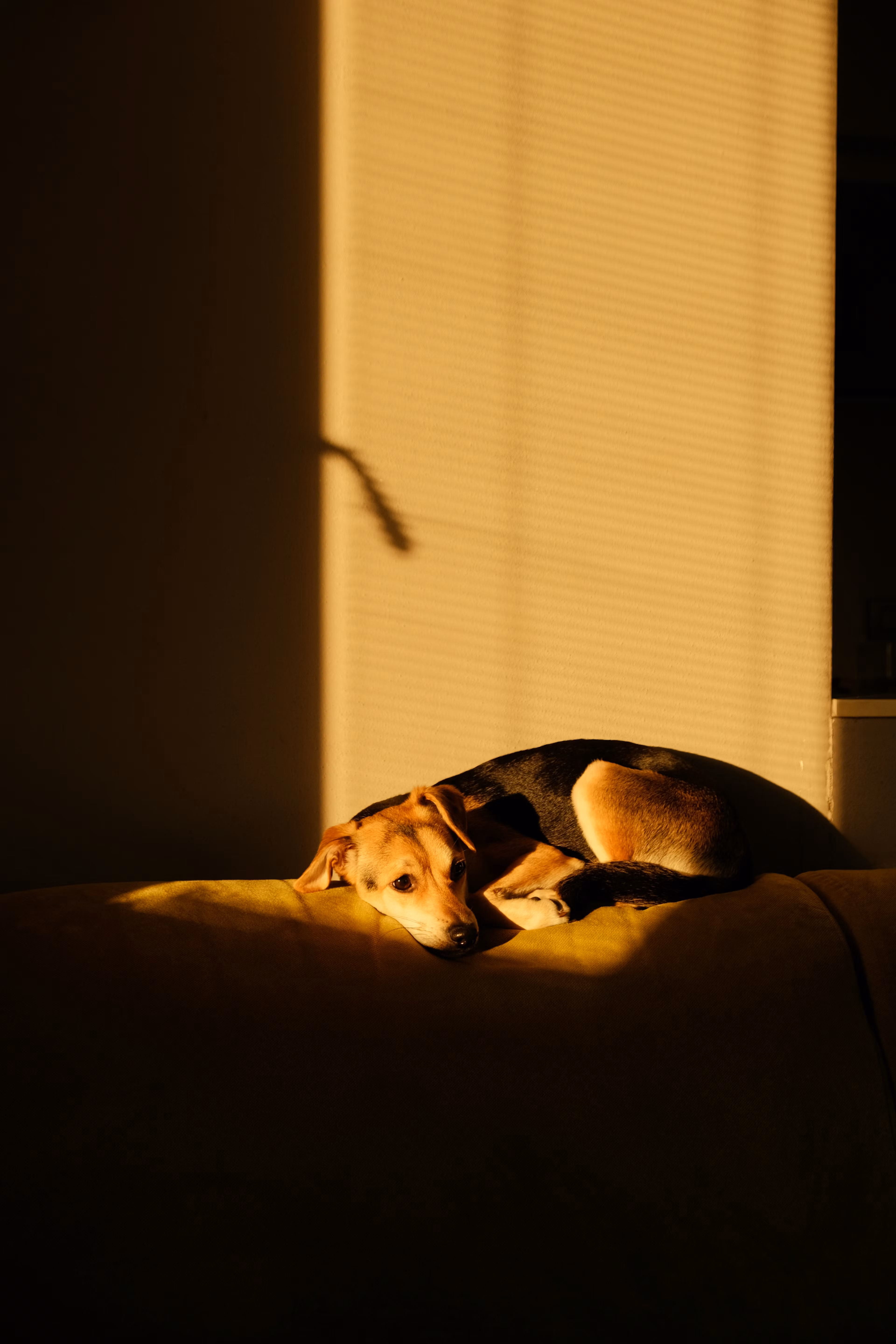 3-week pup potty training plan