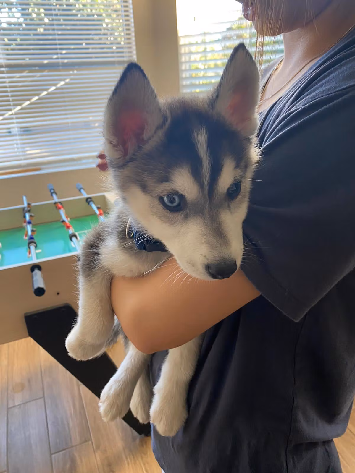 21 Day Puppy Potty Plan
